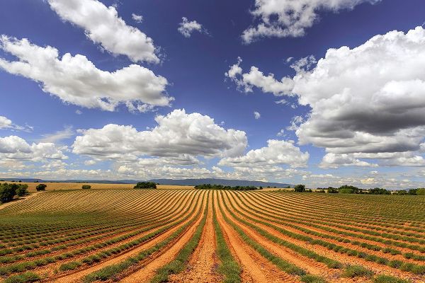 Jaynes Gallery 아티스트의 Europe-France-Provence-Valensole Plateau-Harvested lavender fields작품입니다.